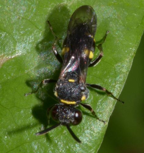 Nysson sp.